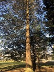 Chamaecyparis pisifera (Sawara False Cypress) ID #1150 by Madeline E. Lark