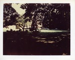 Marian Hall seen through tree branches by Joseph Souza