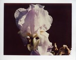 Pinkish/White flower by Joseph Souza