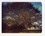 Tree infront of McAuley during the day by Joseph Souza