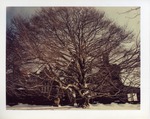 Large tree outside of McAuley in the Winter by Joseph Souza