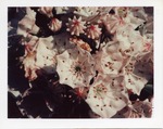 White flowers with pink tint upclose by Joseph Souza